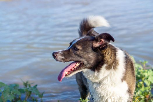 border collie dog bathing in the river