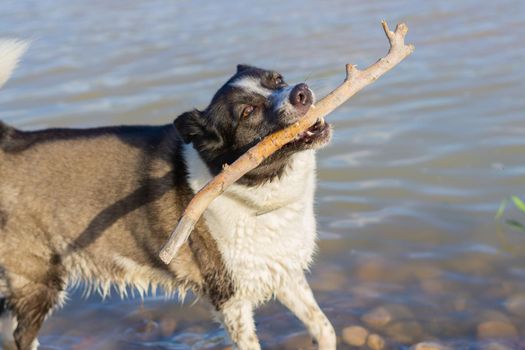 border collie dog bathing in the river