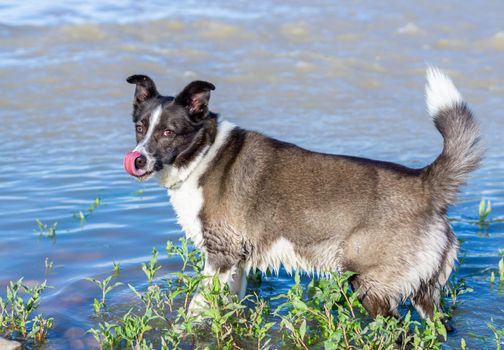 border collie dog bathing in the river