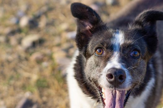 border collie dog bathing in the river