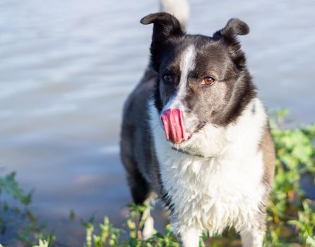 border collie dog bathing in the river