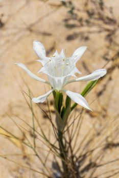 White pankration maritime flower close up.