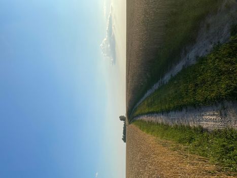 Panoramic view of the golden wheat field in summer. Wheat field on a sunny day. A road in a wheat field.