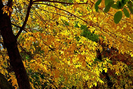 Autumn is the most colorful time of the year from all seasons, when nature changes its usual appearance to golden colors in autumn sunAutumn golden picture.branches with bright yellow orange leaves.