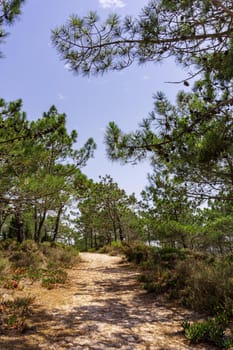 Sandy path among pine trees on a sunny day
