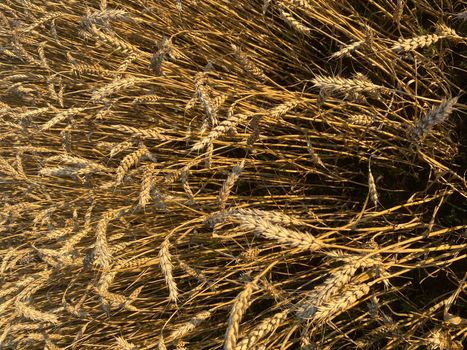 Panoramic view of the golden wheat field in summer. Wheat field on a sunny day.