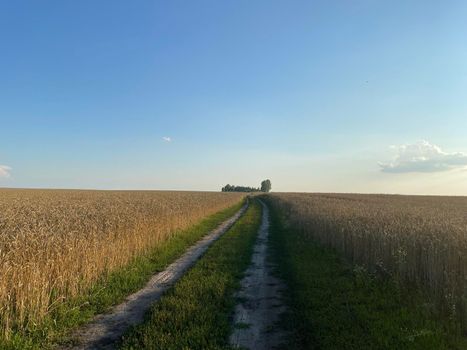 Panoramic view of the golden wheat field in summer. Wheat field on a sunny day. A path in a wheat field