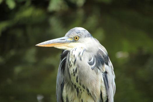 A big grey heron on the pavement near a sea harbor