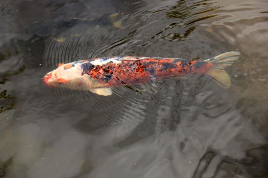 Big Koi Carp in an outdoor fish pond