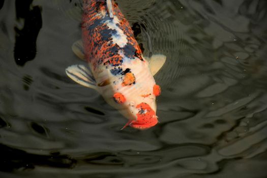 Big Koi Carp in an outdoor fish pond