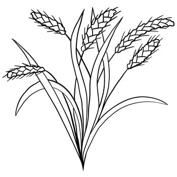 Wheat bread harvest, baking bakery concept. Floral illustration with long leaves in black line simple minimalist style. Nature plant herb print graphic ink botany