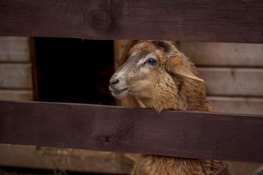 Animals in an aviary in a small city zoo. Animals are fed from the hands of visitors, and children can pet them. Horse, sheep, sheep, animals