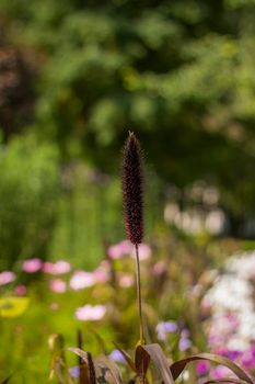 Fluffy ears grow on a flower bed in the park. Take a walk in the park on a summer day and look at the beautiful plants. Selective focus, floral wallpaper. Summer, heat, park