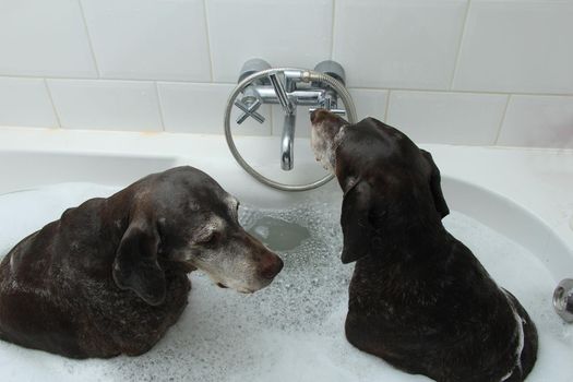 Two German Shorthaired Pointer sisters at the age of 13 in the bathtub