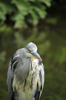 A big grey heron on the pavement near a sea harbor