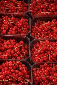 red currants in small boxes on a market stall