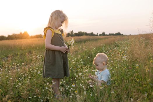 A little boy and a girl are picking flowers in a chamomile field. The concept of walking in nature, freedom and a healthy lifestyle.