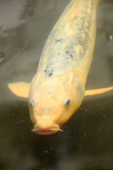 Big Koi Carp in an outdoor fish pond