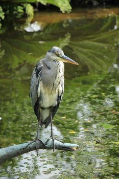 A big grey heron on the pavement near a sea harbor