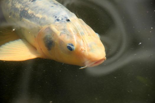 Big Koi Carp in an outdoor fish pond