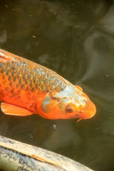 Big Koi Carp in an outdoor fish pond