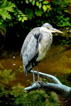 A big grey heron on the pavement near a sea harbor