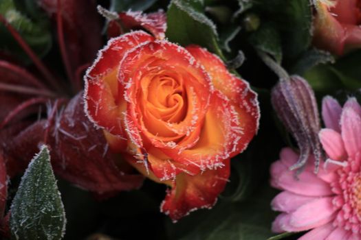 White hoar frost on a single orange rose