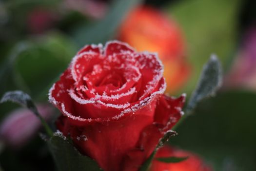 White hoar frost on a single red rose