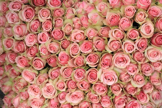 a pink roses backdrop at a wedding, floral decorations