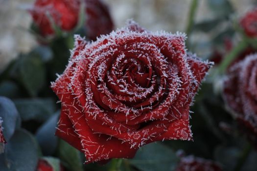 White hoar frost on a single red rose