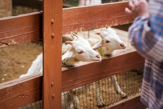 Animals in an aviary in a small city zoo. Animals are fed from the hands of visitors, and children can pet them. Horse, sheep, sheep, animals