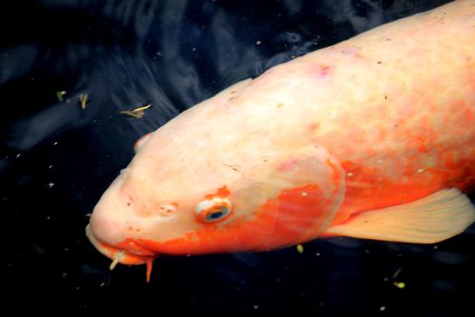 Big Koi Carp in an outdoor fish pond