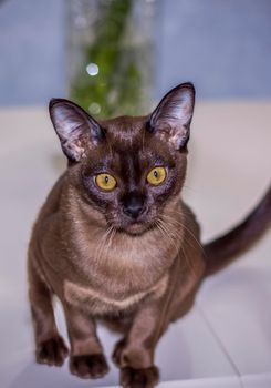 Burmese cat close-up at home. Portrait of a young beautiful brown cat. Animals at home.