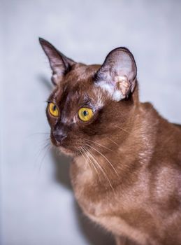 Burmese cat close-up at home. Portrait of a young beautiful brown cat. Animals at home.