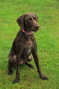 German Shorthaired Pointer female, two years old