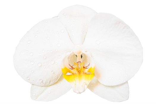 Beautiful white orchid flower isolated on white background.