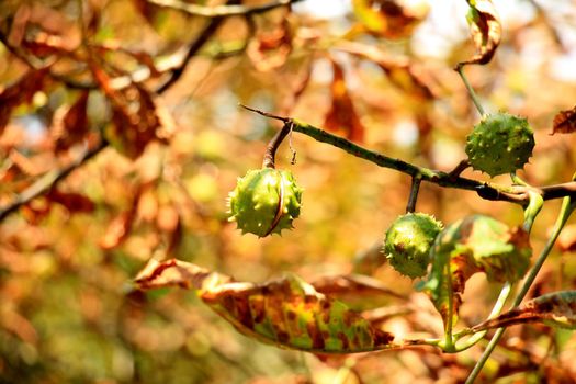 Chestnut on a tree in early autumn