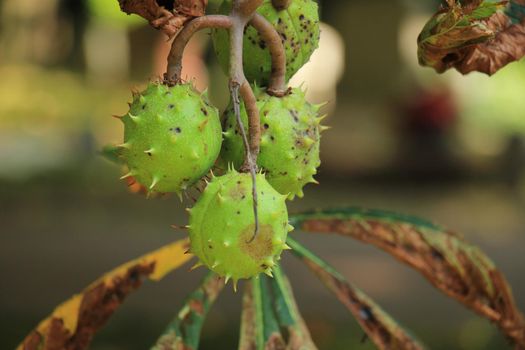 Chestnut on a tree in early autumn