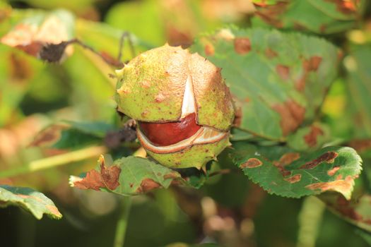 Chestnut on a tree in early autumn