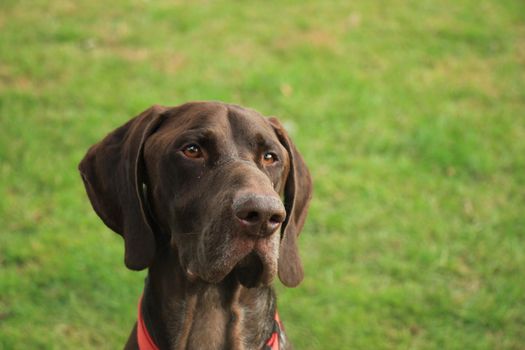 German Shorthaired Pointer male, almost 3 years old