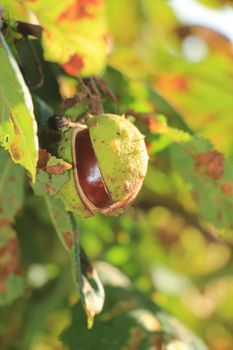 Chestnut on a tree in early autumn