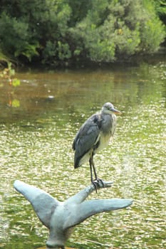 A big grey heron on the pavement near a sea harbor