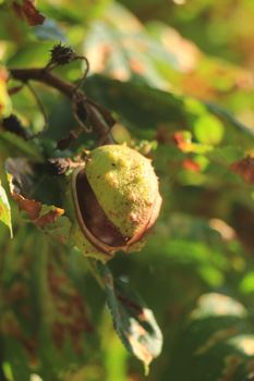 Chestnut on a tree in early autumn