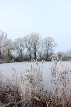 Hoarfrost on reed grass on a midwinter morning