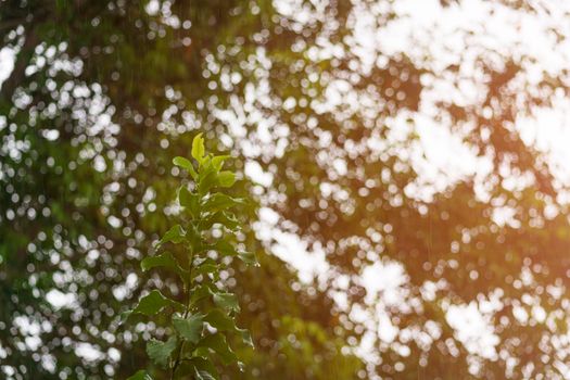 Rainy day background with water drop on green leave in the forest.