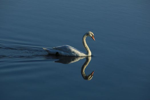 A single swan and his own reflection swimming on quiet water