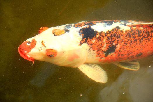 Big Koi Carp in an outdoor fish pond