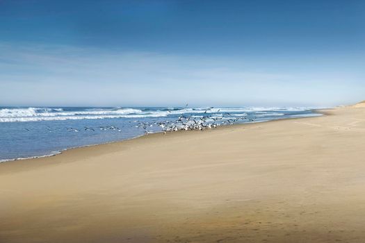 A lot of seagull on the beach near Bordeaux