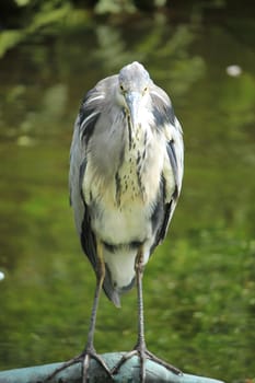 A big grey heron on the pavement near a sea harbor