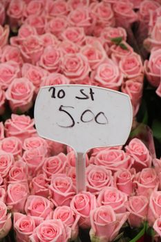 Big pink roses at a market (text on tags: names and prices in Dutch)